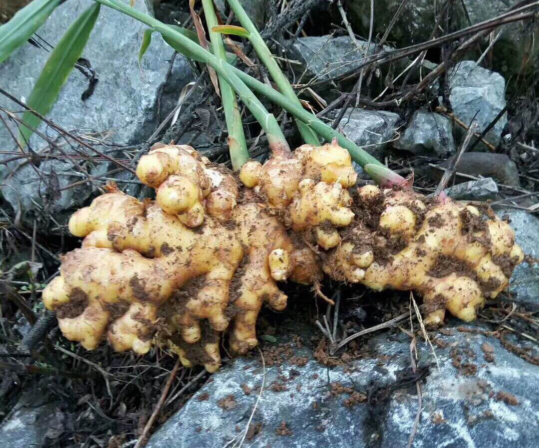罗平小黄姜