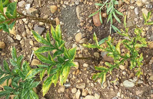 魔芋高产种植技术，有什么功效及作用？